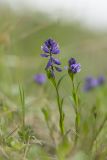 Polygala caucasica