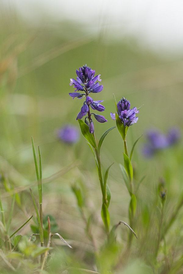 Image of Polygala caucasica specimen.