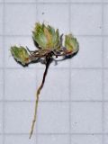 Filago desertorum
