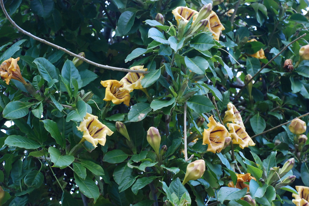 Image of Solandra maxima specimen.