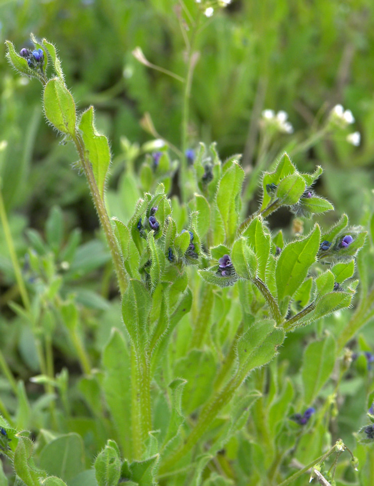 Image of Asperugo procumbens specimen.