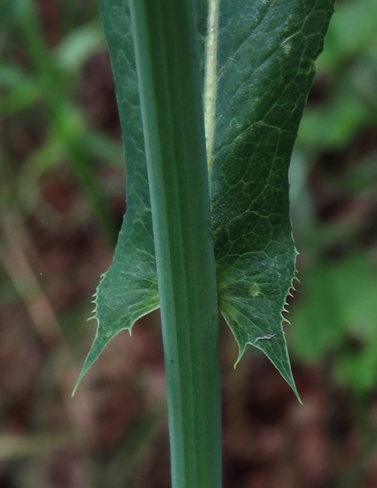 Изображение особи Lactuca chaixii.