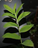 Smilacina dahurica