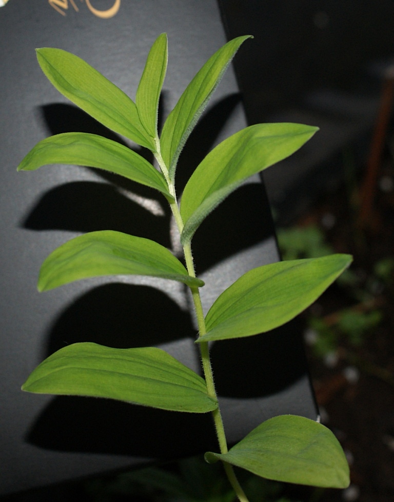 Image of Smilacina dahurica specimen.