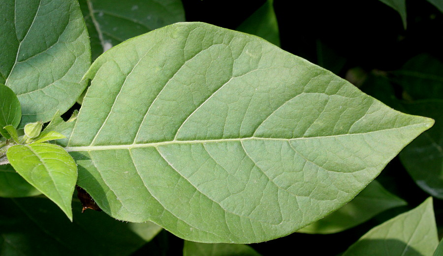 Image of Atropa bella-donna specimen.