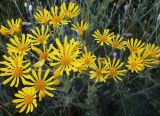 Senecio jacobaea