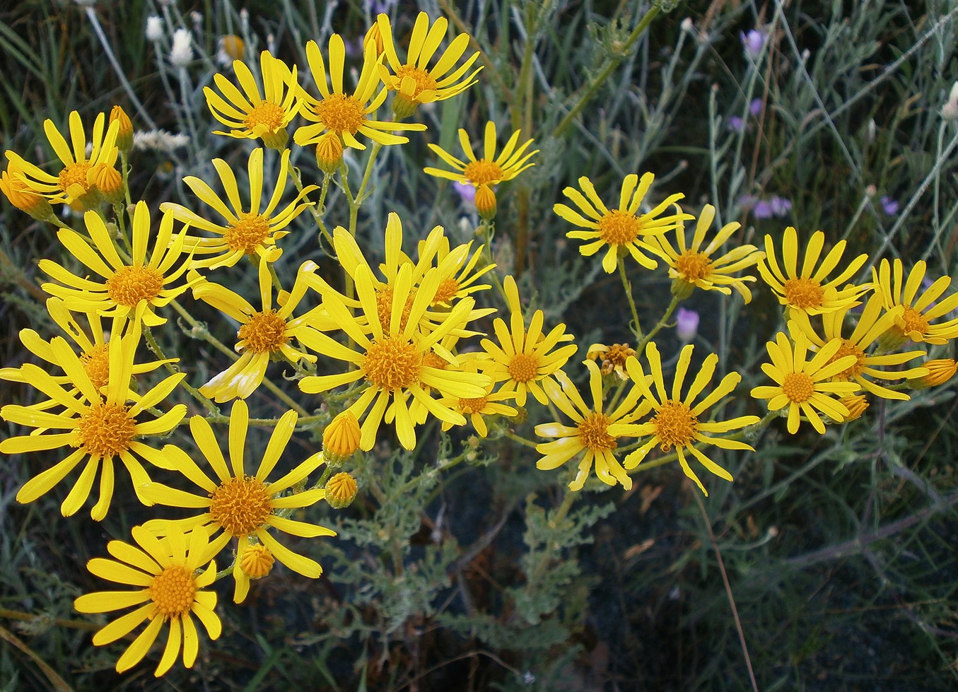 Изображение особи Senecio jacobaea.