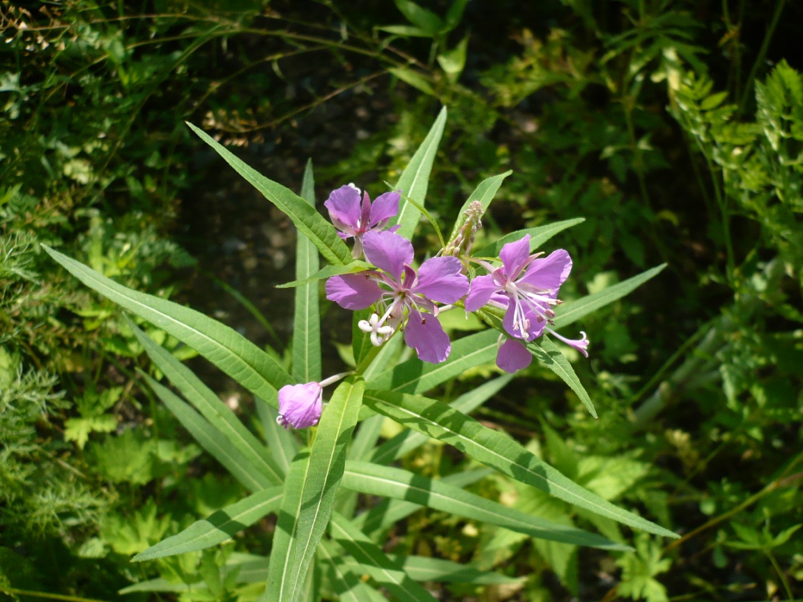 Изображение особи Chamaenerion angustifolium.