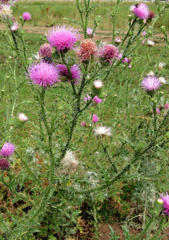 Изображение особи Carduus acanthoides.