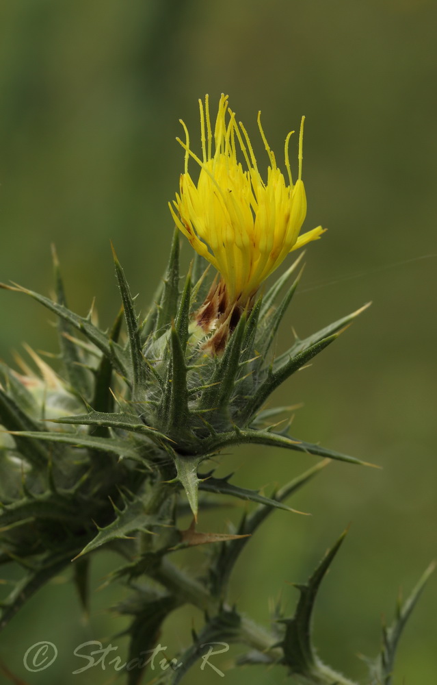 Изображение особи Carthamus lanatus.