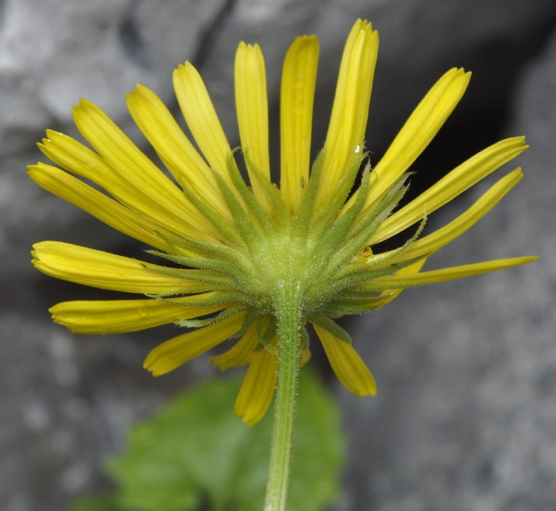 Изображение особи Doronicum columnae.