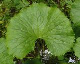 Caltha palustris