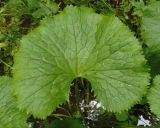 Caltha palustris. Листовая пластинка. Украина, Львовская обл., Дрогобычский р-н, г. Трускавец, Помярки, лес. 02.06.2014.