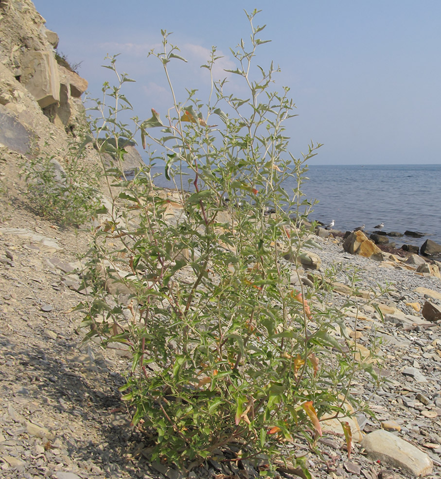 Image of Atriplex aucheri specimen.