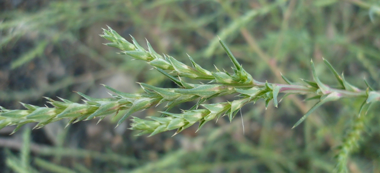 Изображение особи Salsola collina.