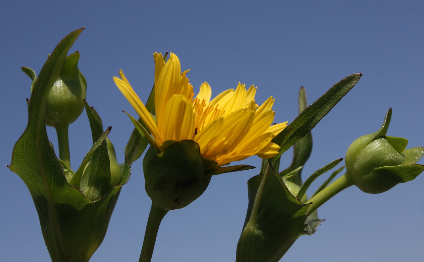 Image of Silphium perfoliatum specimen.