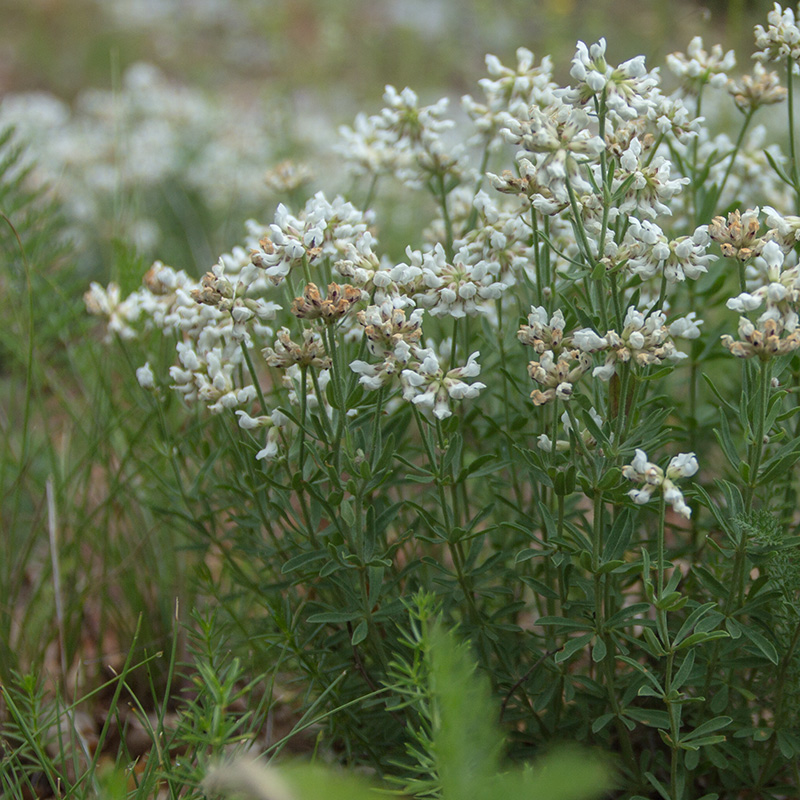 Изображение особи Dorycnium germanicum.