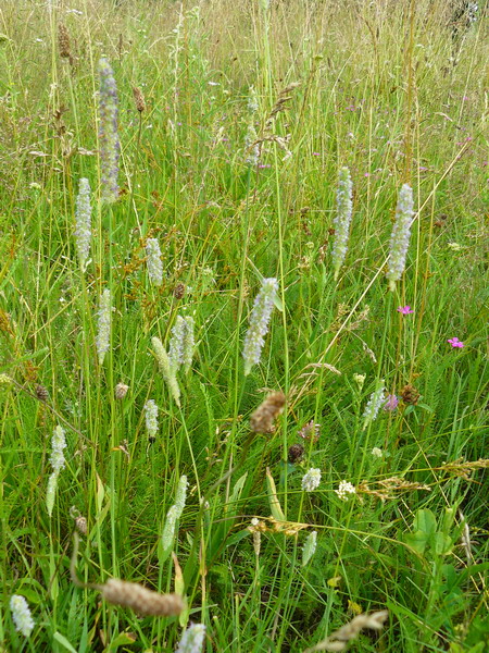 Изображение особи Phleum pratense.