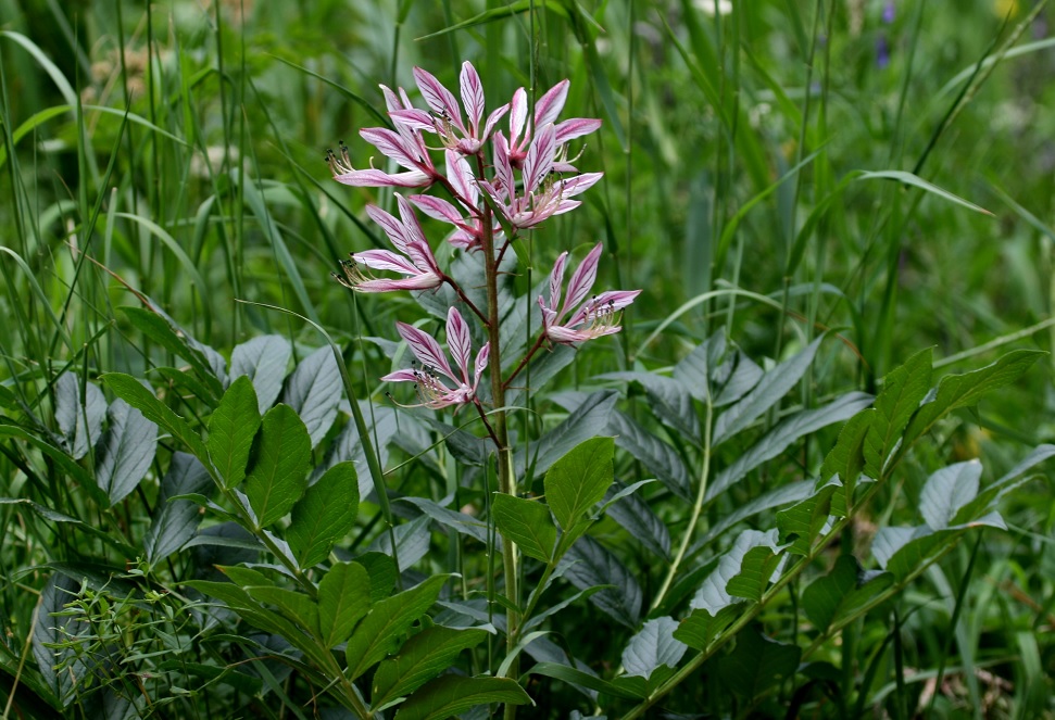 Image of Dictamnus angustifolius specimen.