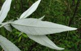 Buddleja davidii