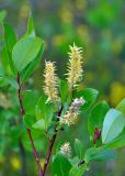 Salix phylicifolia. Верхушка ветви с соплодиями. Соловецкие острова, остров Большой Соловецкий. 09.07.2014.