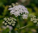 Aegopodium podagraria. Соцветие. Московская обл., Раменский р-н, окр. дер. Хрипань, садовый участок. 08.06.2014.