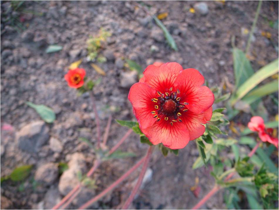 Image of Potentilla nepalensis specimen.