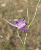 Delphinium paniculatum