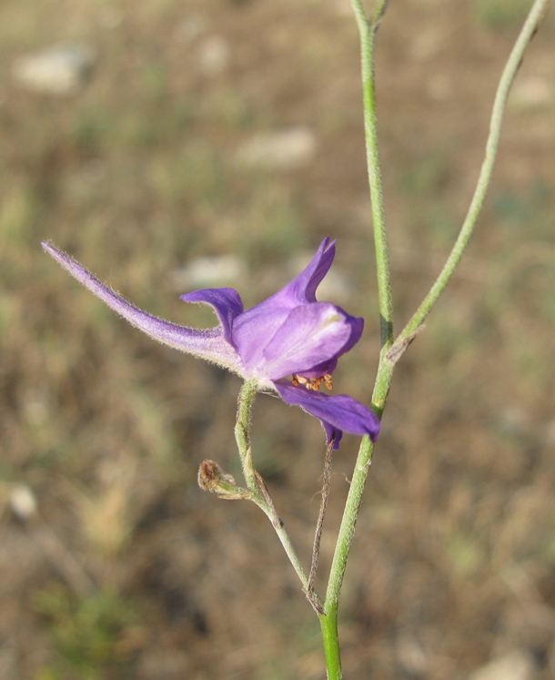 Изображение особи Delphinium paniculatum.