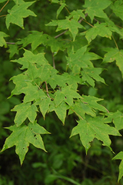 Image of Acer mono specimen.