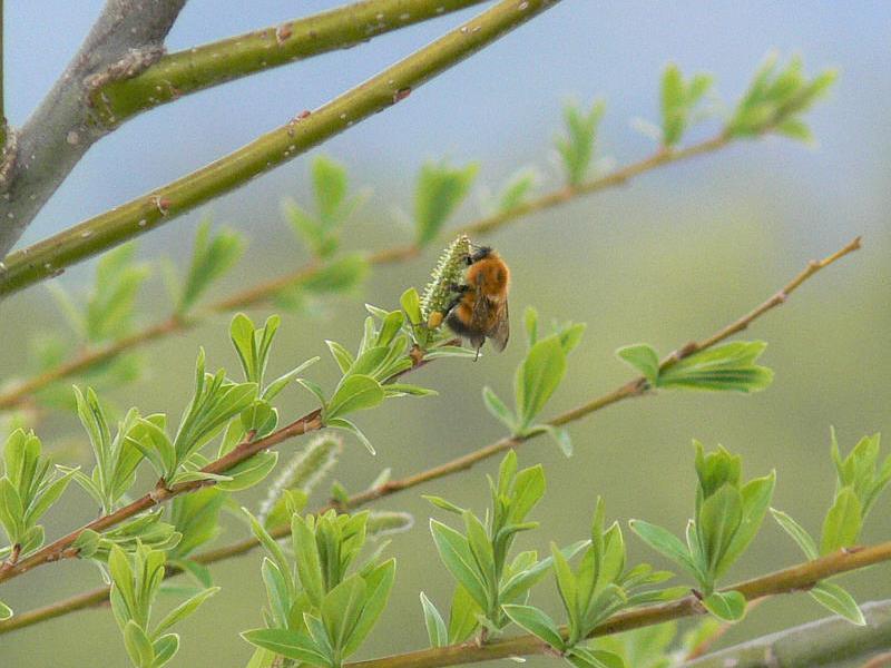 Изображение особи Salix udensis.