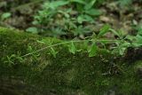 Galium aparine. Побег с плодами. Белгородская обл., пос. Борисовка, \"Лес на Ворскле\", дубрава. 27.06.2009.