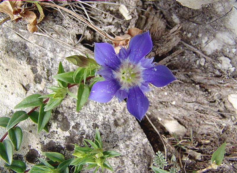 Image of Gentiana grossheimii specimen.