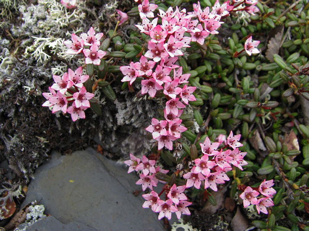 Изображение особи Loiseleuria procumbens.