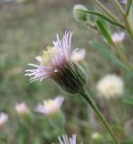 Erigeron podolicus. Соцветие. Краснодарский край, Кущёвский р-н, станица Шкуринская, многолетняя залежь. 10.10.2009.