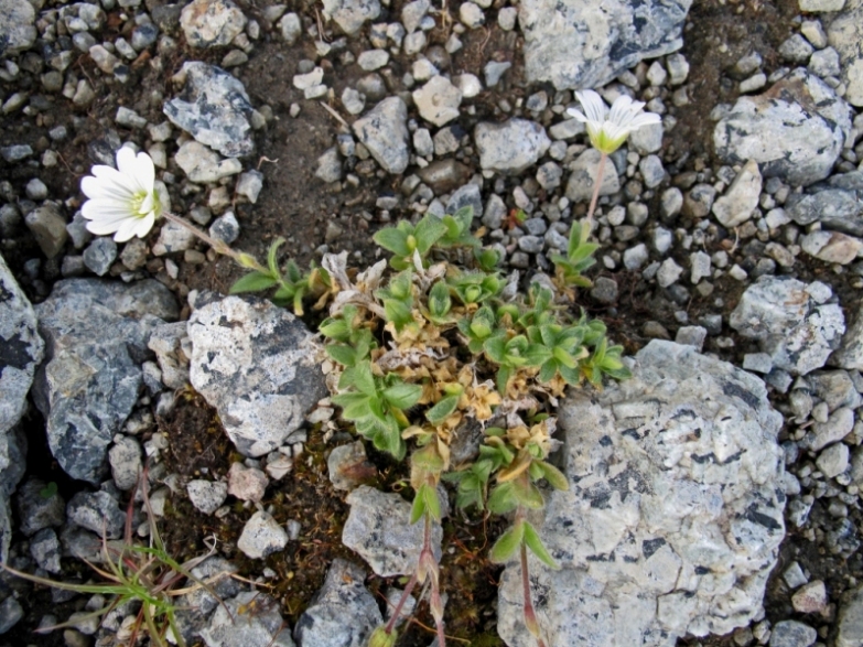 Изображение особи Cerastium arcticum.