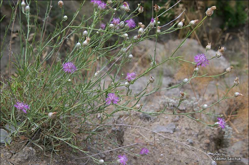 Изображение особи Centaurea sarandinakiae.