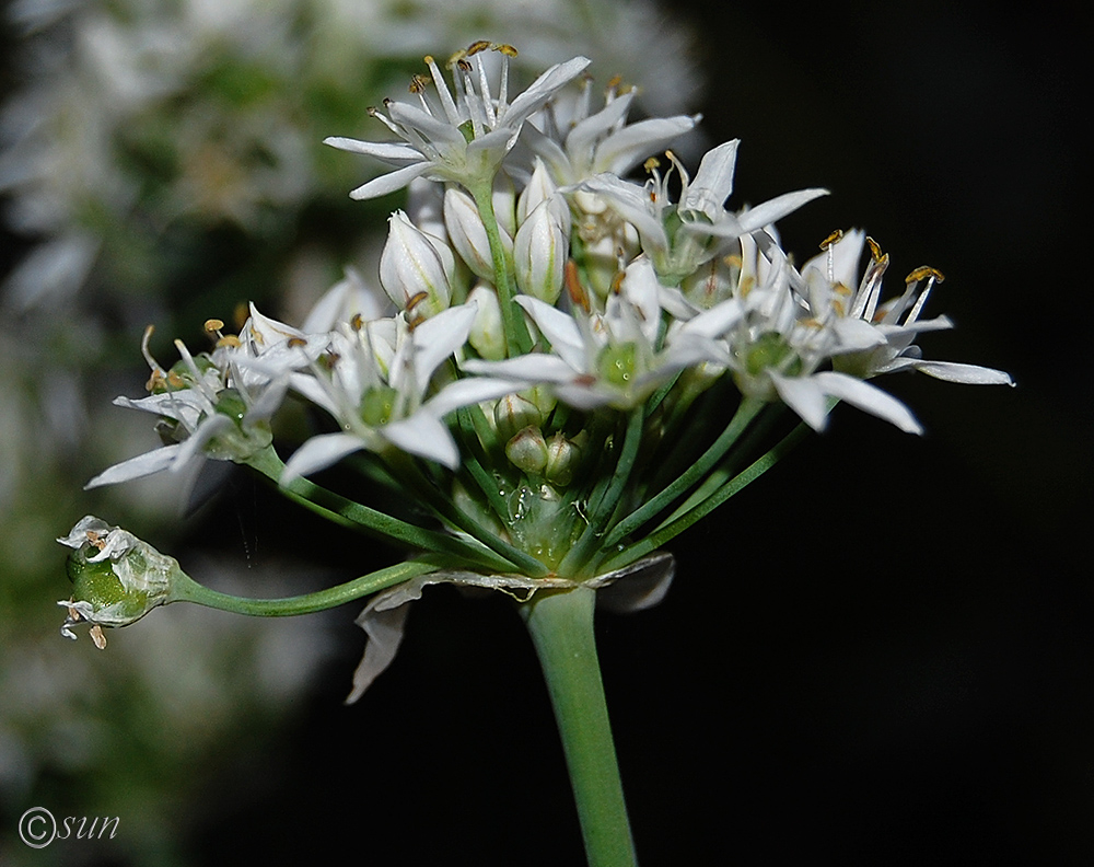 Изображение особи Allium ramosum.