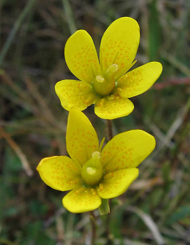 Изображение особи Saxifraga hirculus.