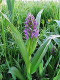 Dactylorhiza incarnata. Цветущее растение. Подмосковье, Одинцовский р-н, окр. г. Кубинка, сырой луг на берегу пруда. 28.05.2014.