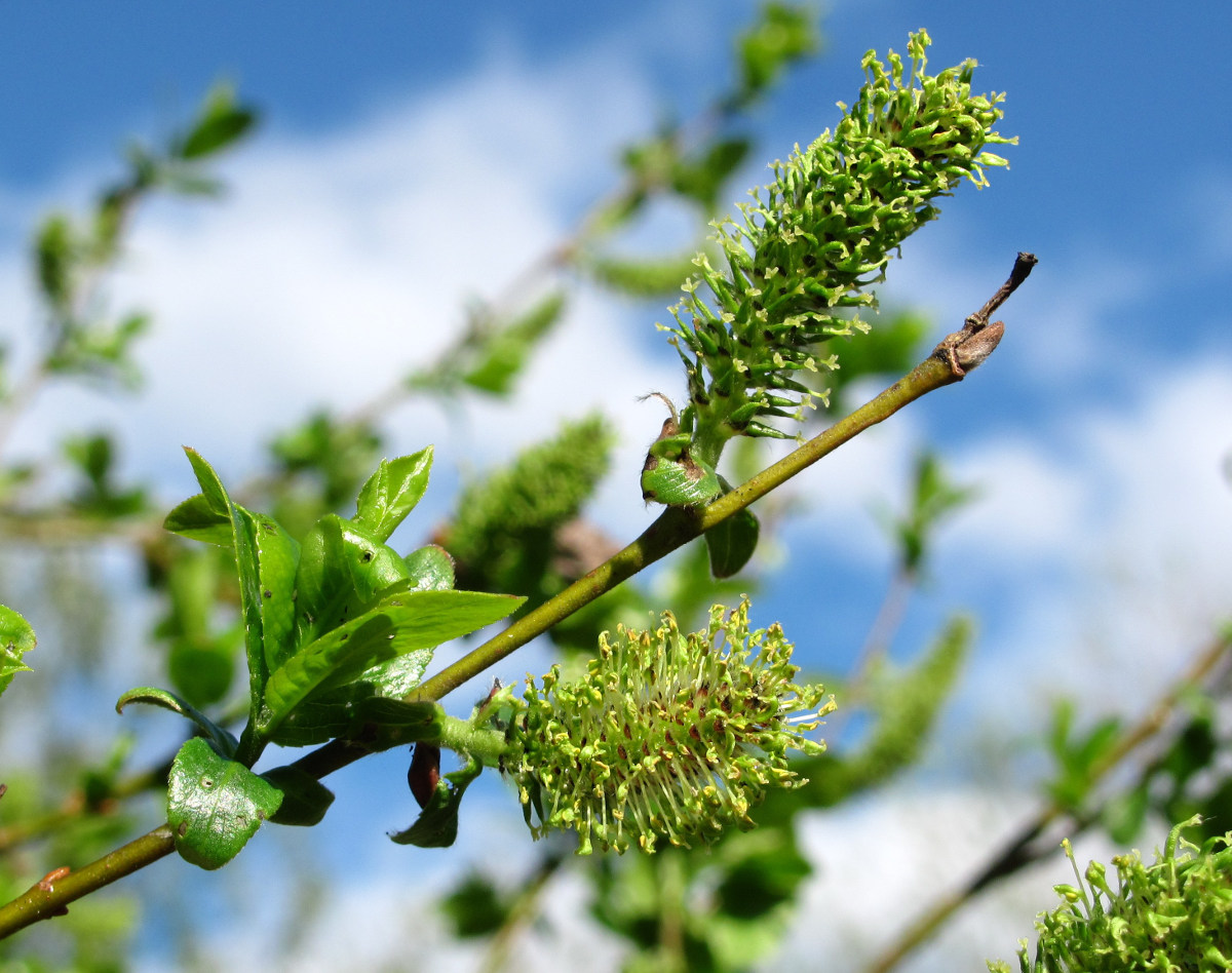 Image of Salix myrsinifolia specimen.