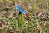 Gentiana verna subspecies balcanica. Цветущее растение. Черногория, нац. парк Дурмитор, к северу от г. Жабляк, используемая под выпас каменистая горная степь. 15.10.2014.