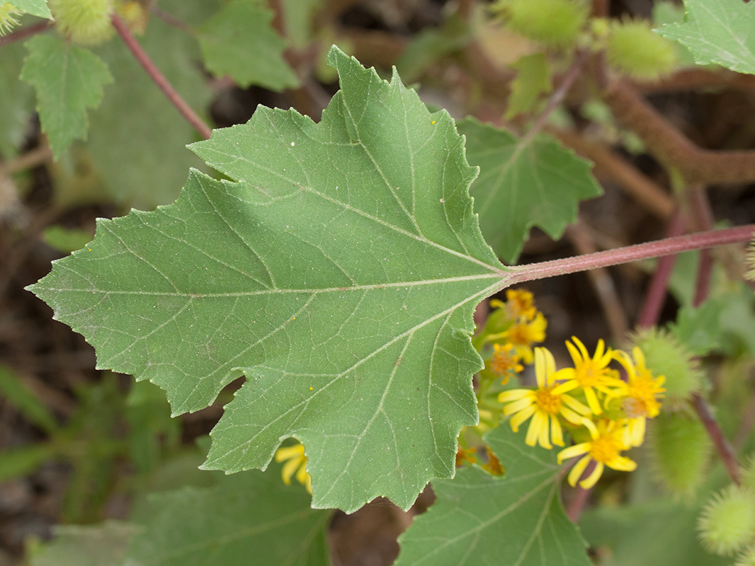 Image of Xanthium orientale specimen.