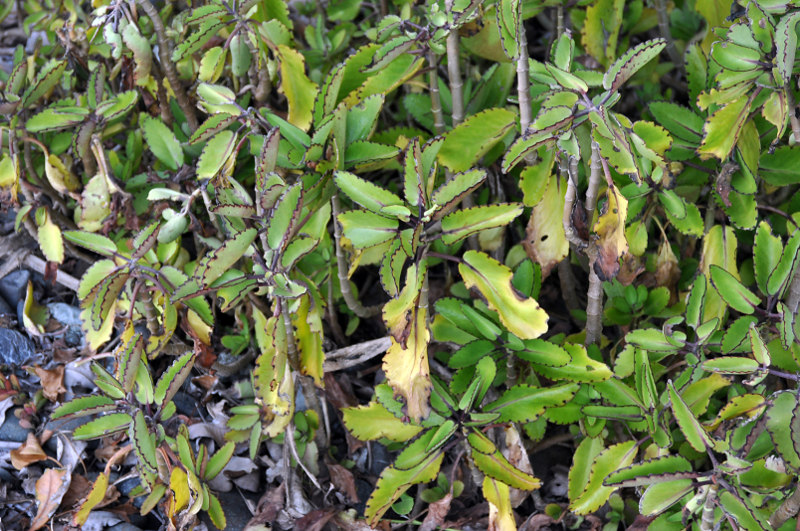 Image of Kalanchoe pinnata specimen.