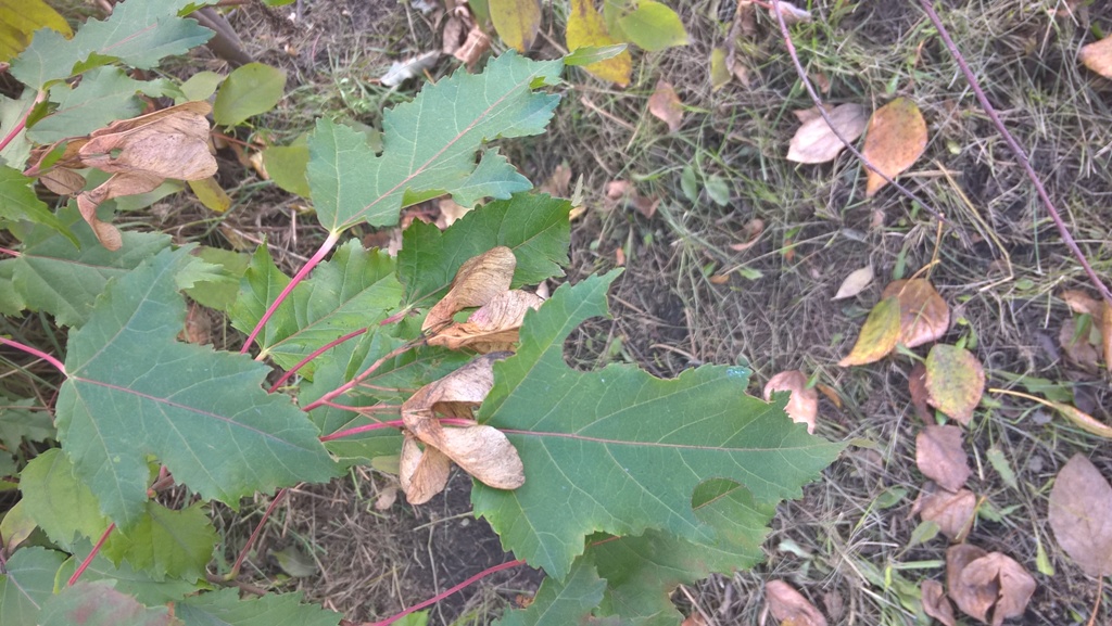 Image of Acer ginnala specimen.