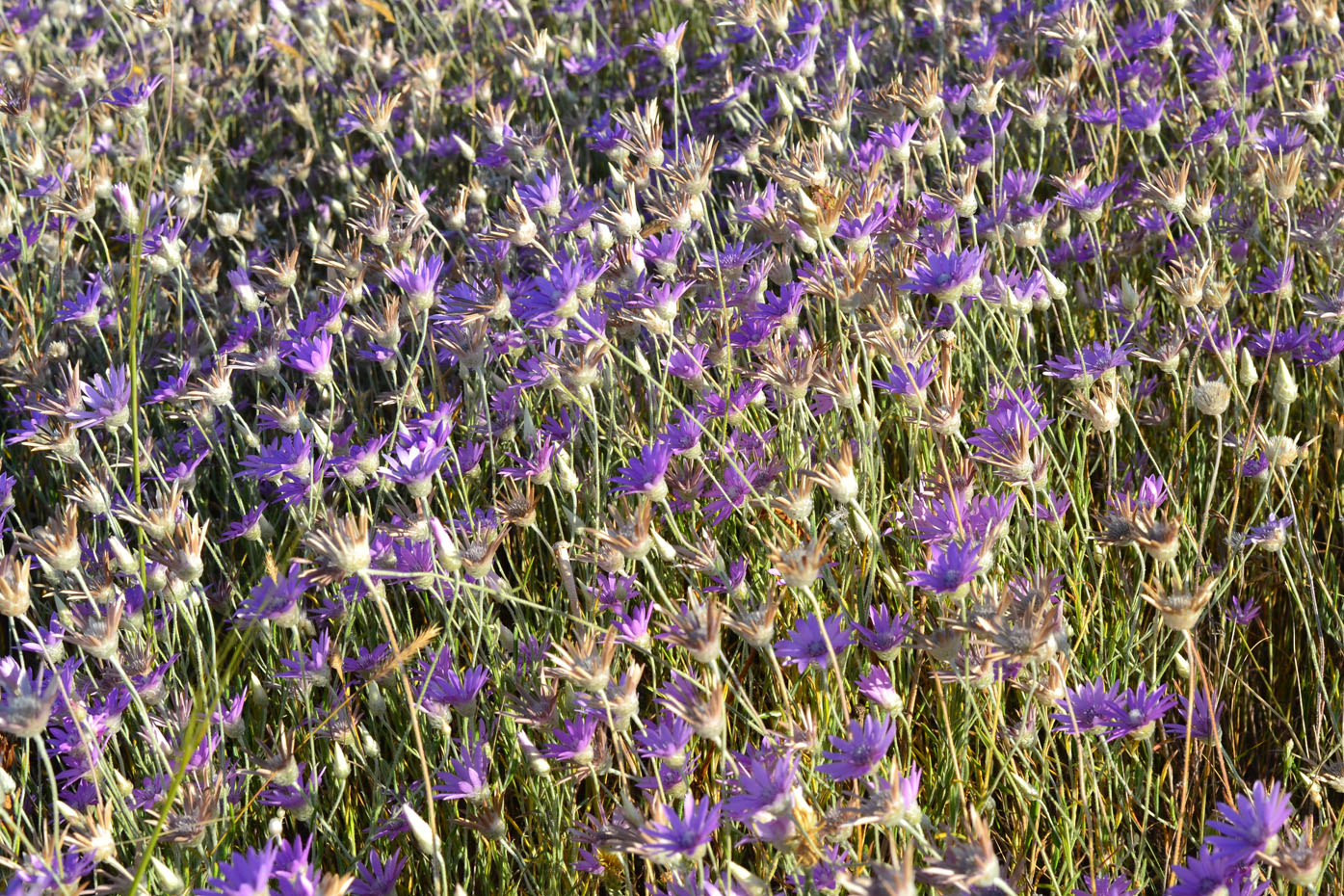 Image of Xeranthemum annuum specimen.