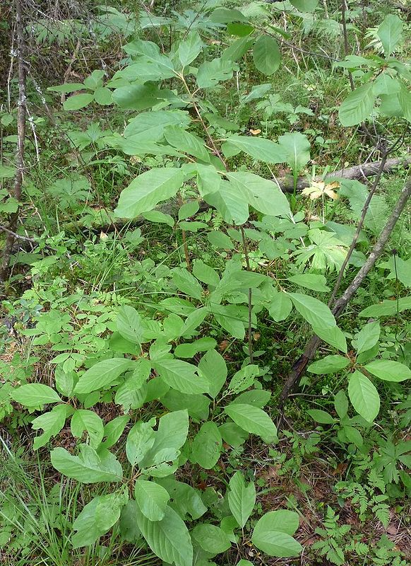 Изображение особи Frangula alnus.