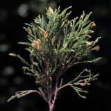 Juniperus sabina