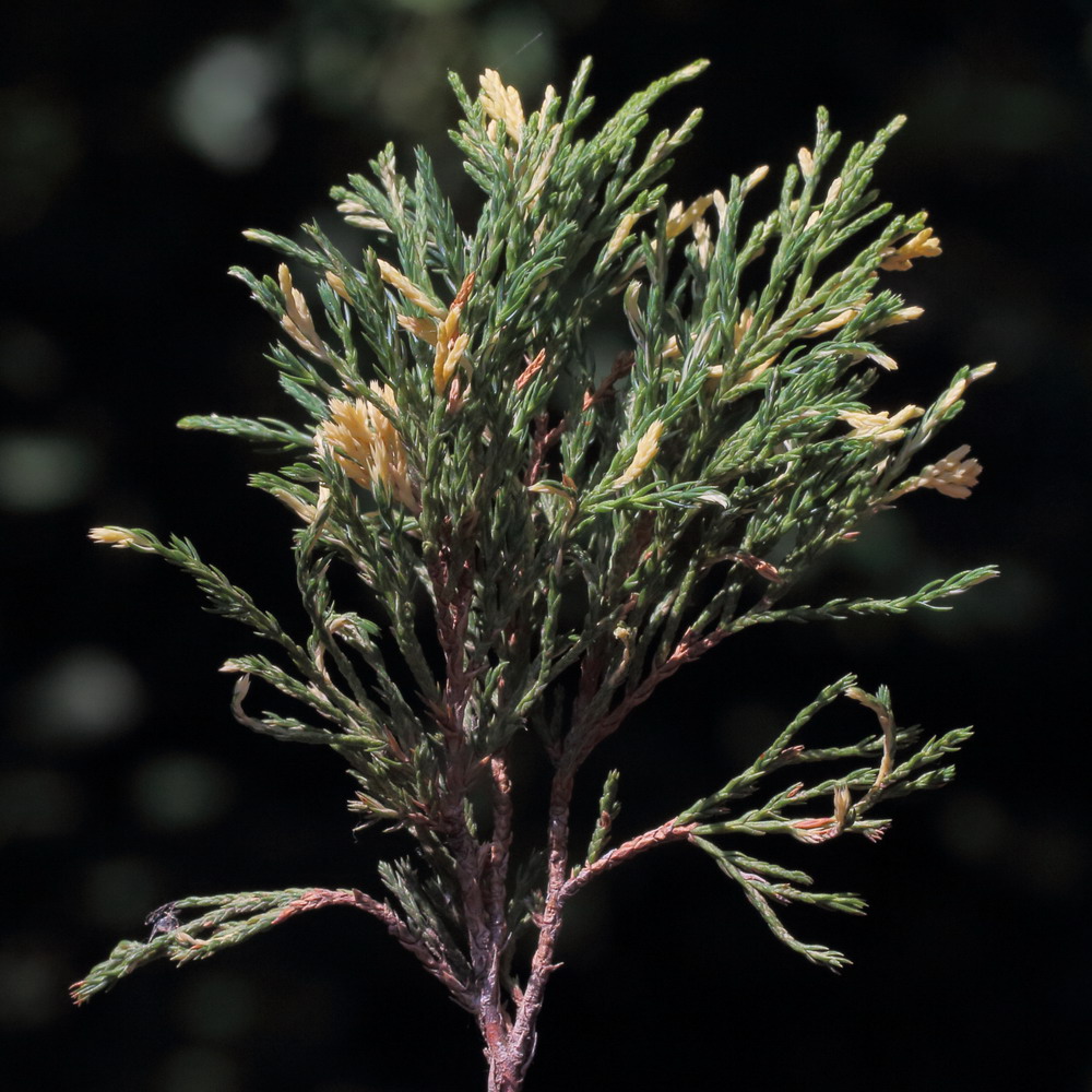 Image of Juniperus sabina specimen.