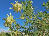 Astragalus xanthotrichos